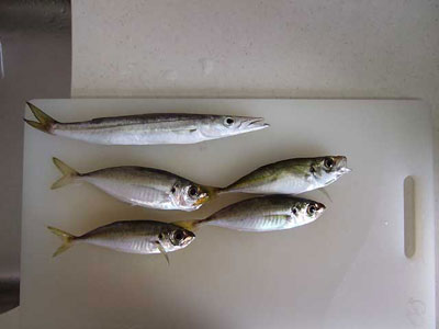 カマス,小アジ