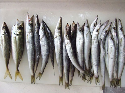 カマス,小アジ
