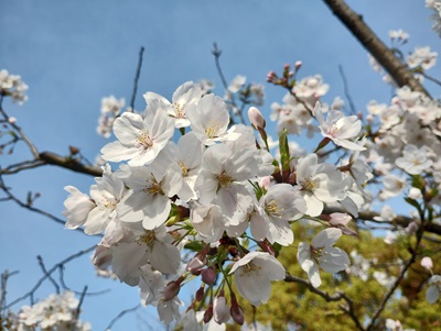 桜満開です