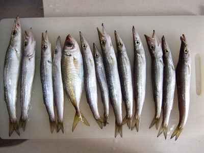 カマス,アジ